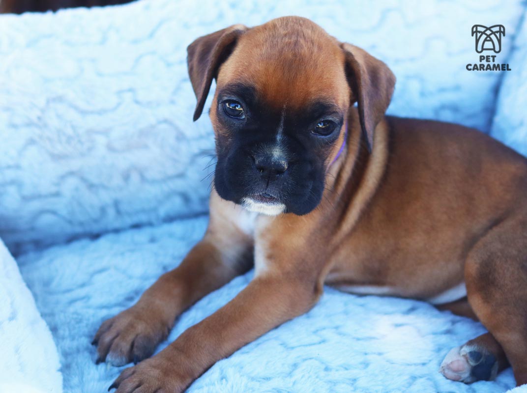 cute boxer female for sale