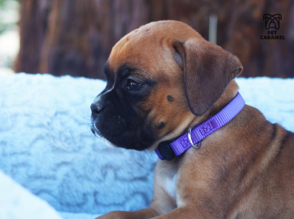 FEMALE BOXER FAWN for sale
