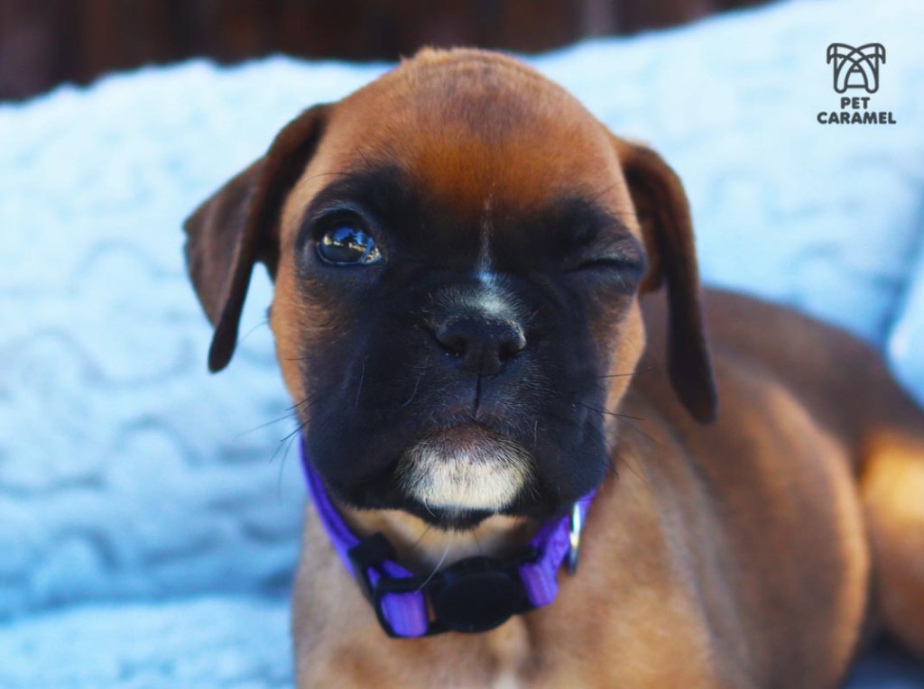 female boxer akc for sale