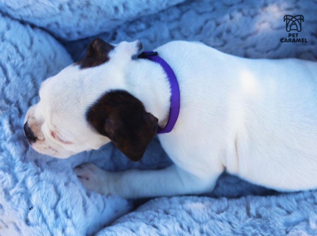 white boxer puppy for sale