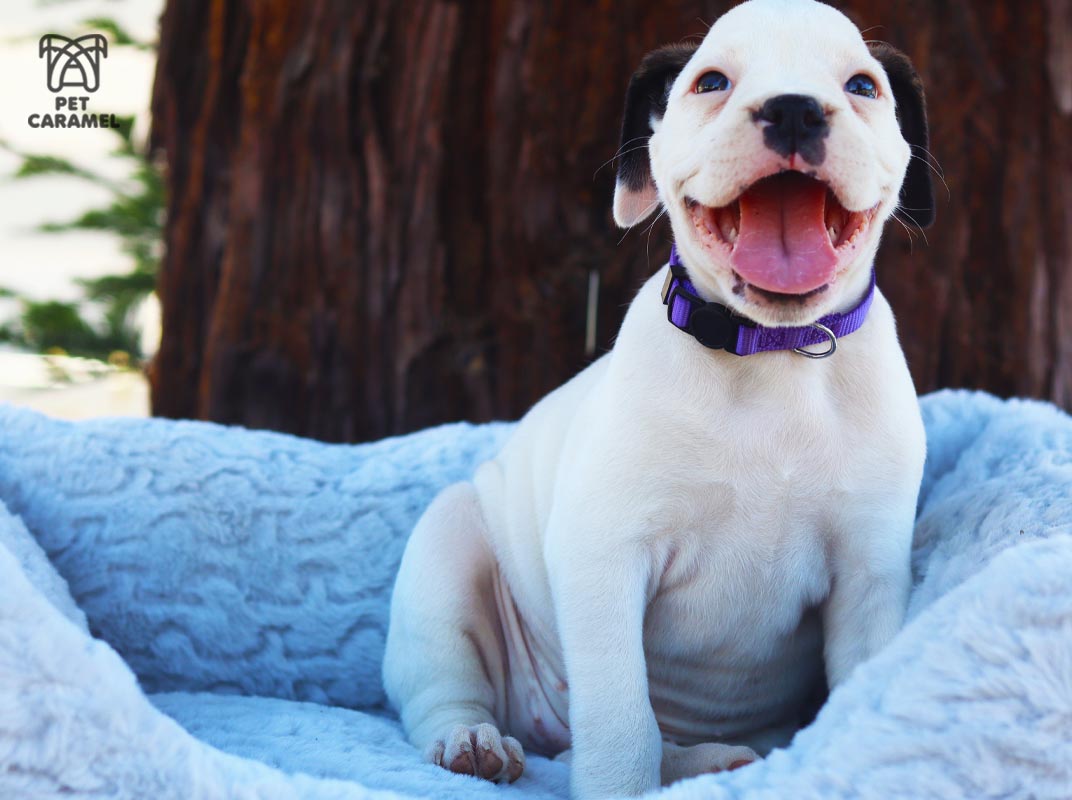 Wonderful female Puppy for sale Boxer white akc