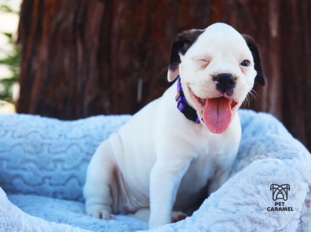 cute boxer puppy for sale Wonderful female Puppy for sale Boxer white