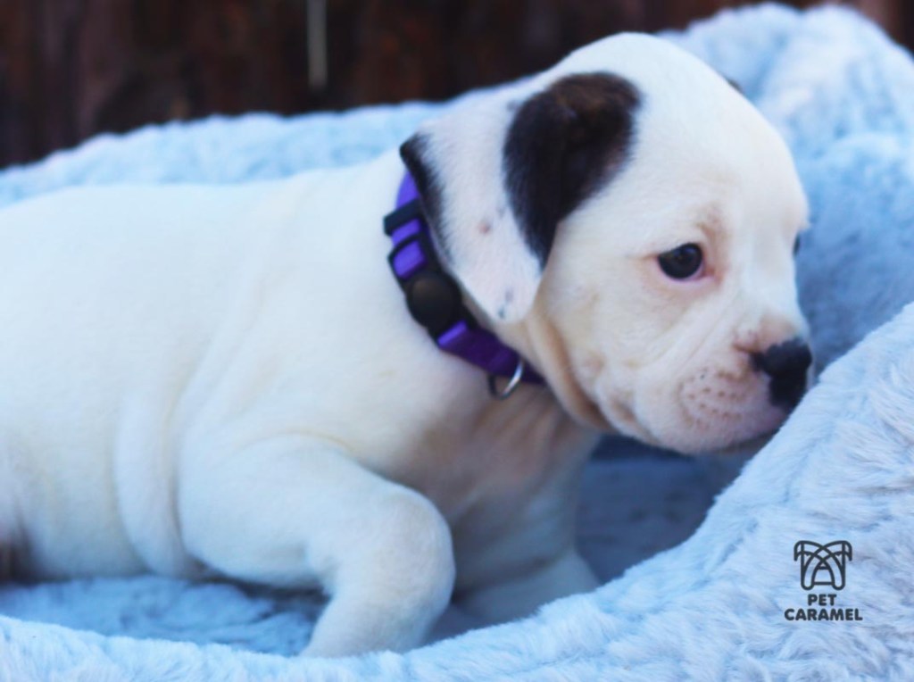 Wonderful female Puppy for sale Boxer white