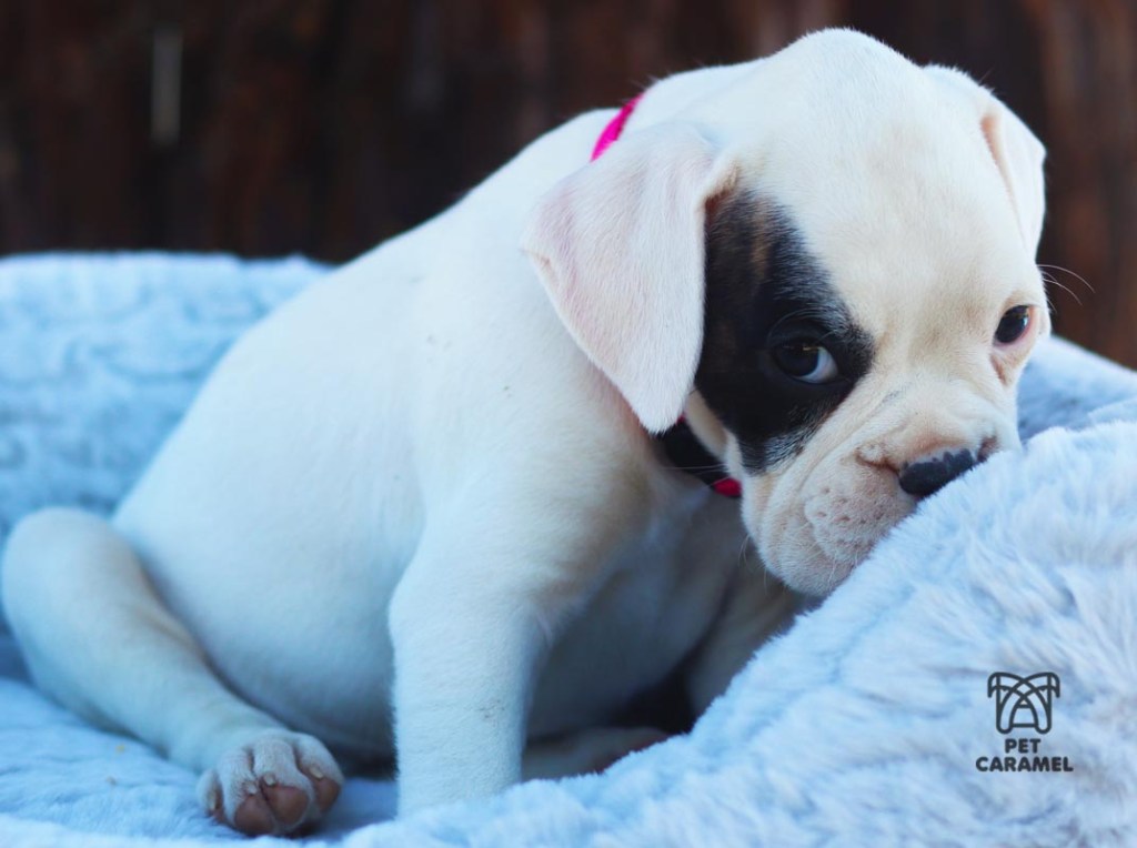 female boxer puppy for sale AKC Breeder
