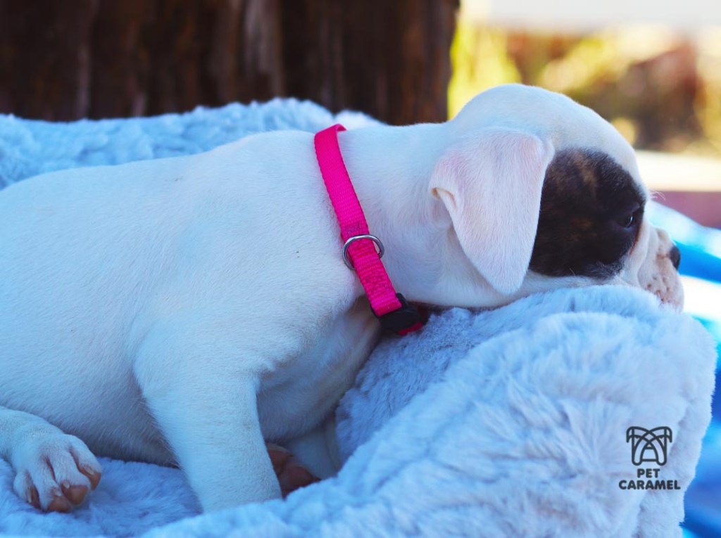 Boxer puppy akc non expensive