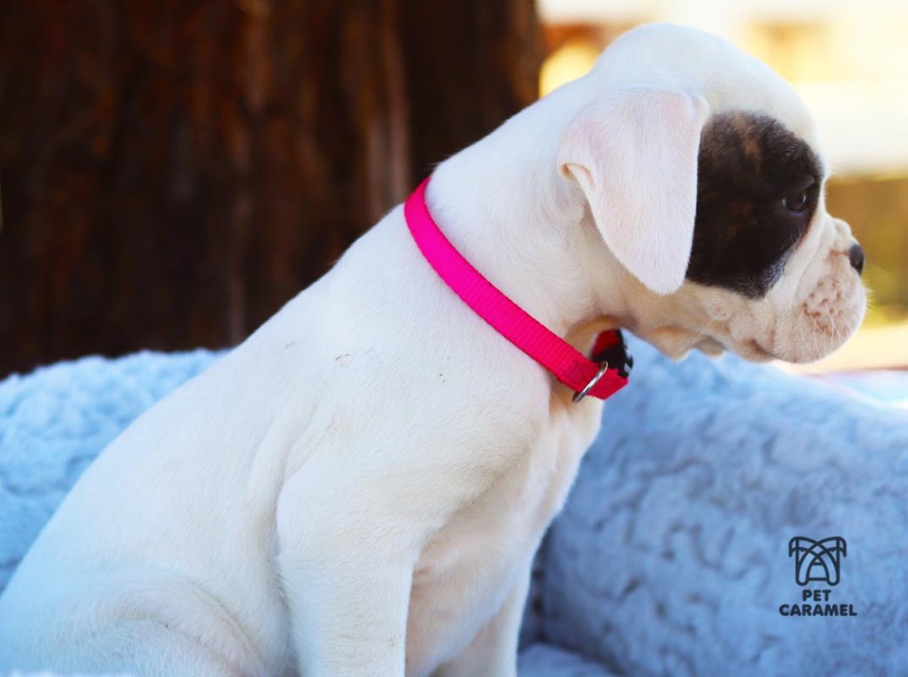 female boxer puppy for sale AKC Breeder in CALIFORNIA