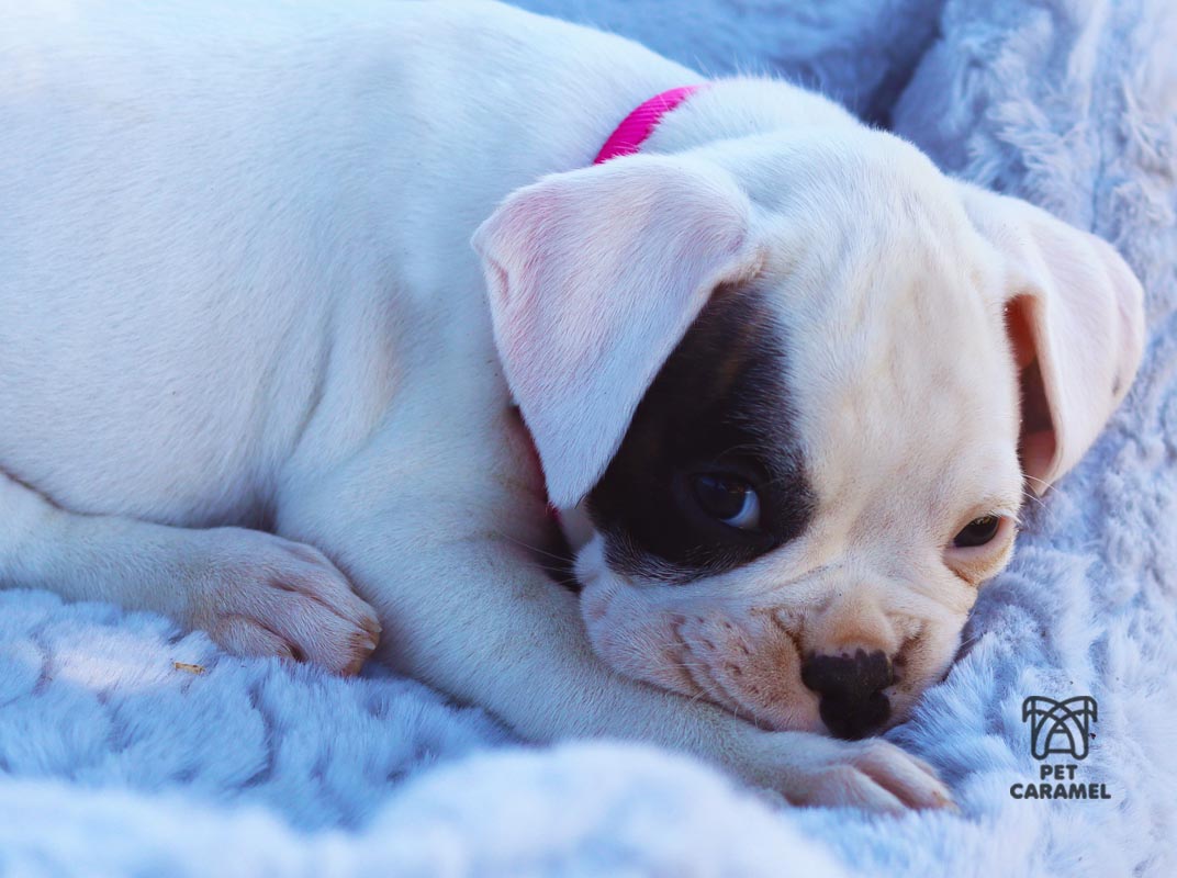 female boxer puppy for sale