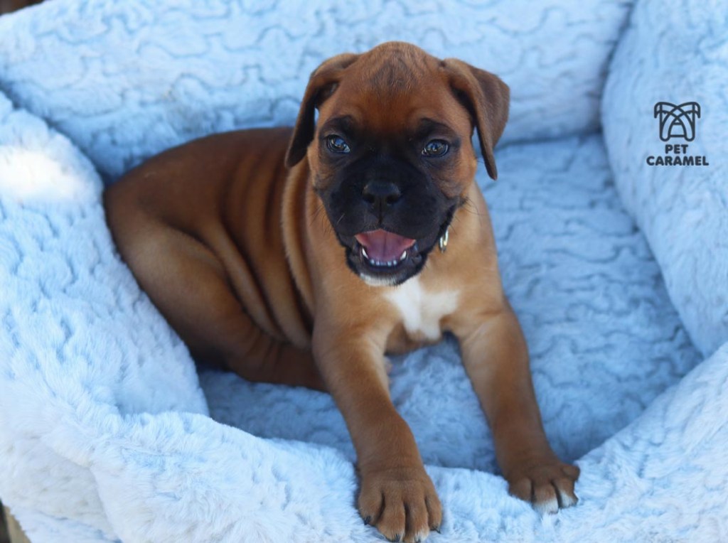 male boxer puppy