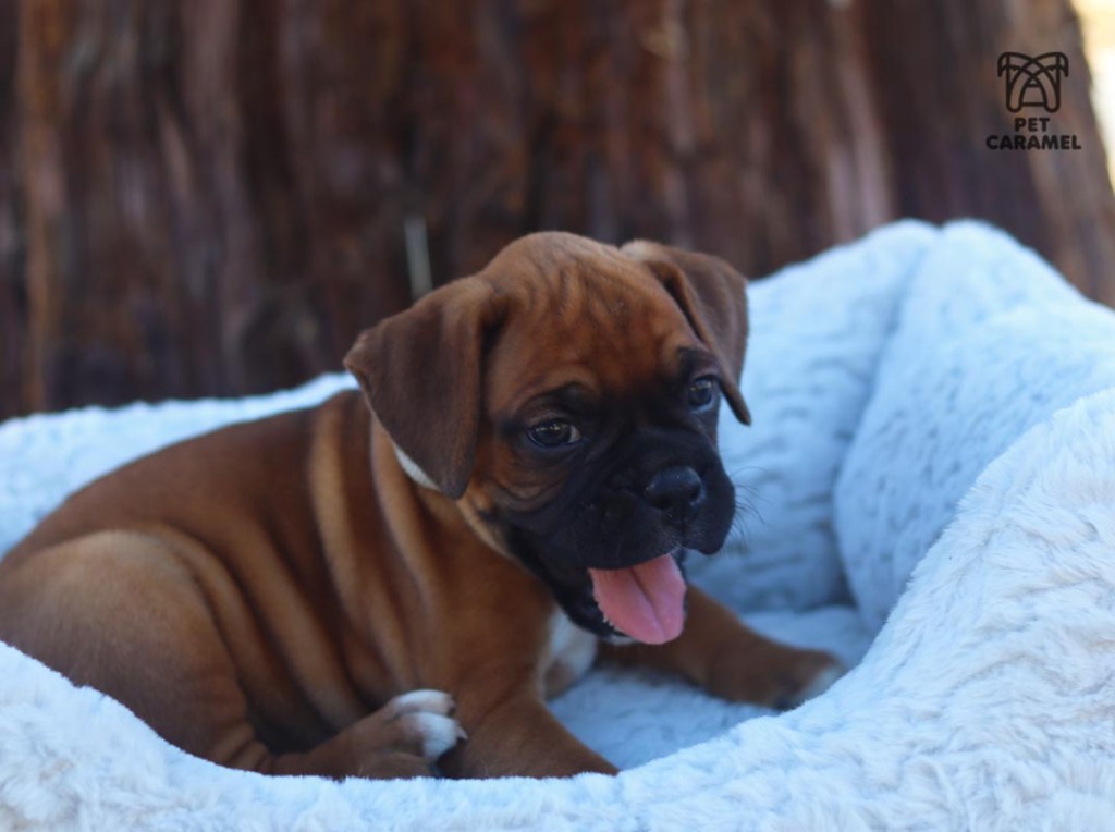 Male Fawn boxer for sale