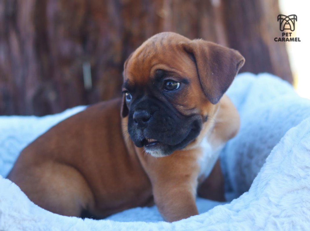 Male Boxer Puppy for sale
