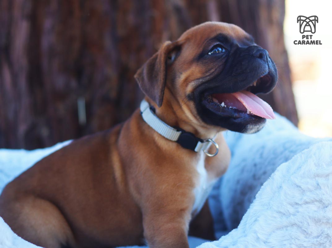 fawn male boxer for sale