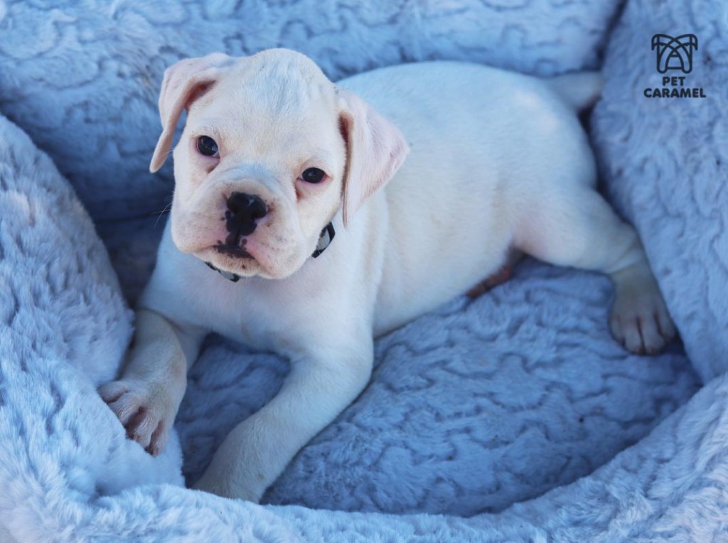 male white boxer puppy for sale
