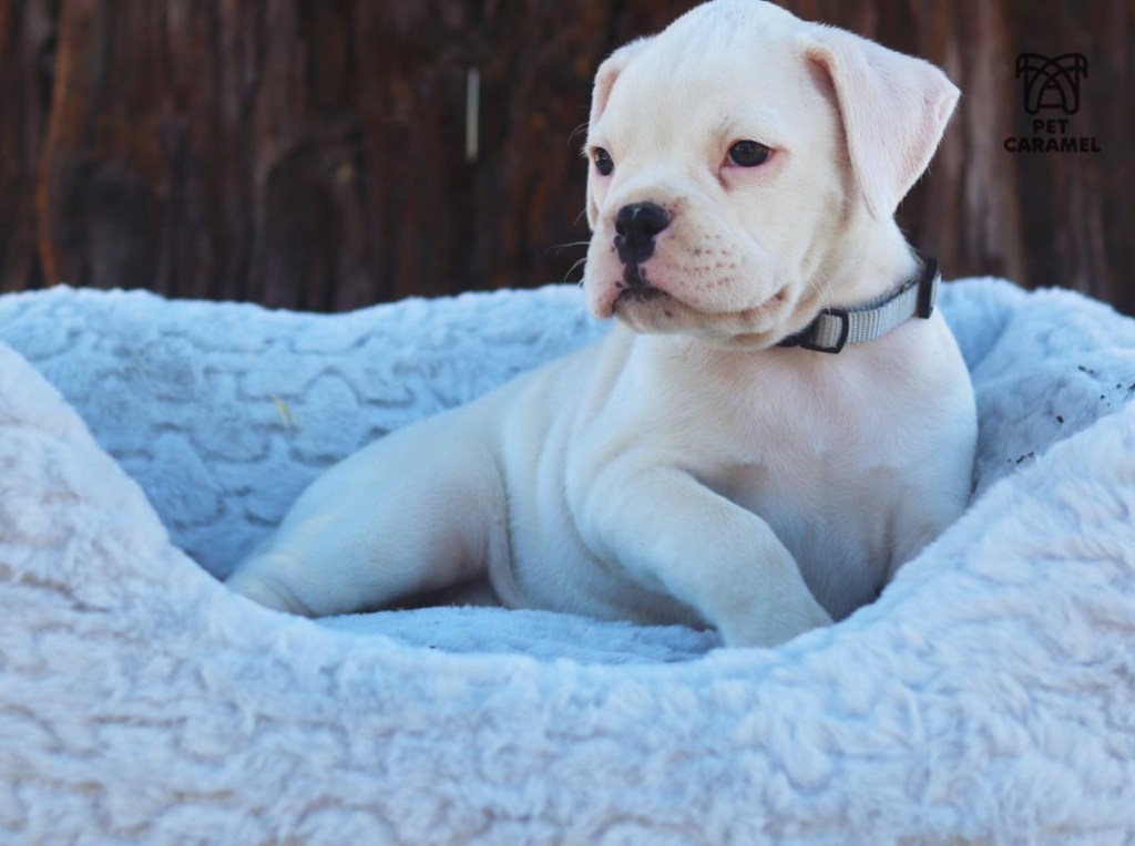 cute male boxer white puppy