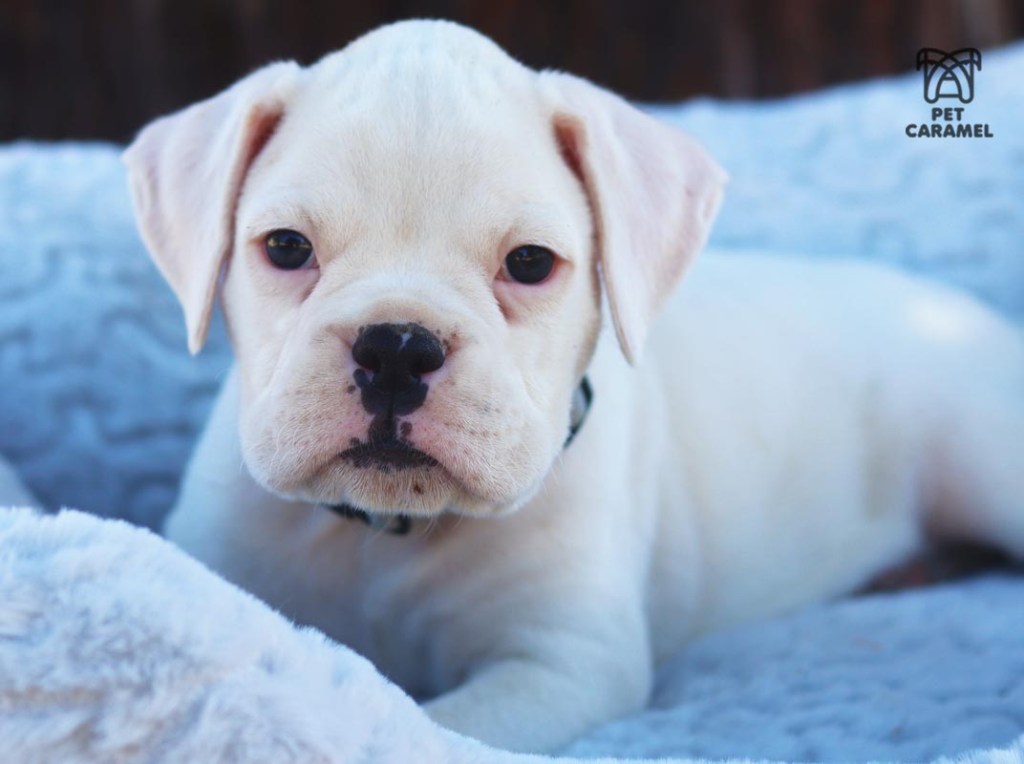 male white boxer puppy
