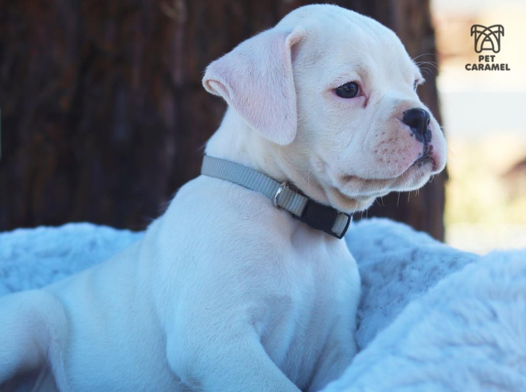 white male boxer puppy for sale