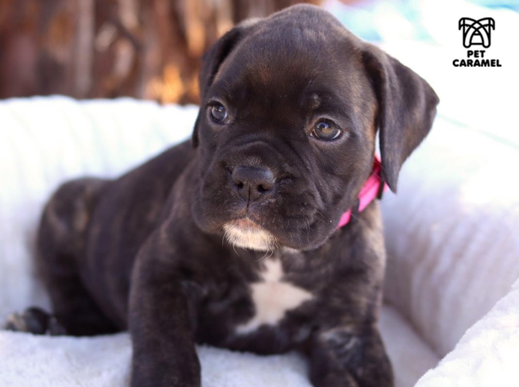 Akc boxer puppy for sale brindle black mask