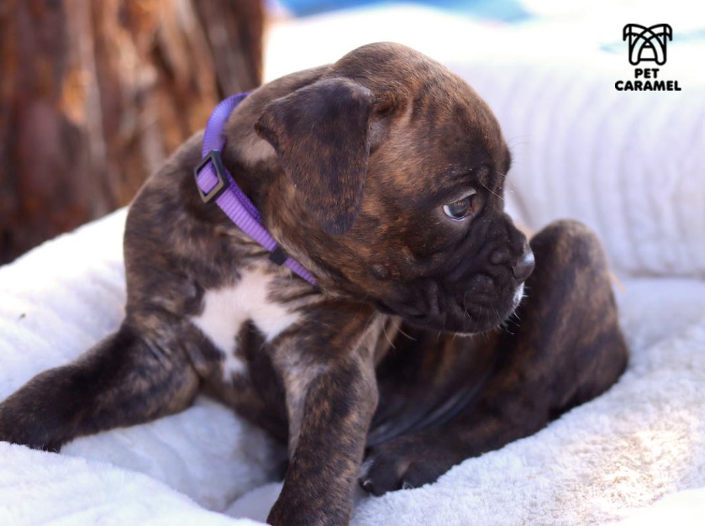 boxer puppy for sale brindle european