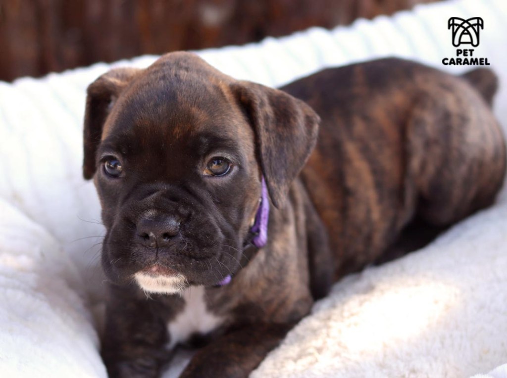 boxer puppy for sale in california