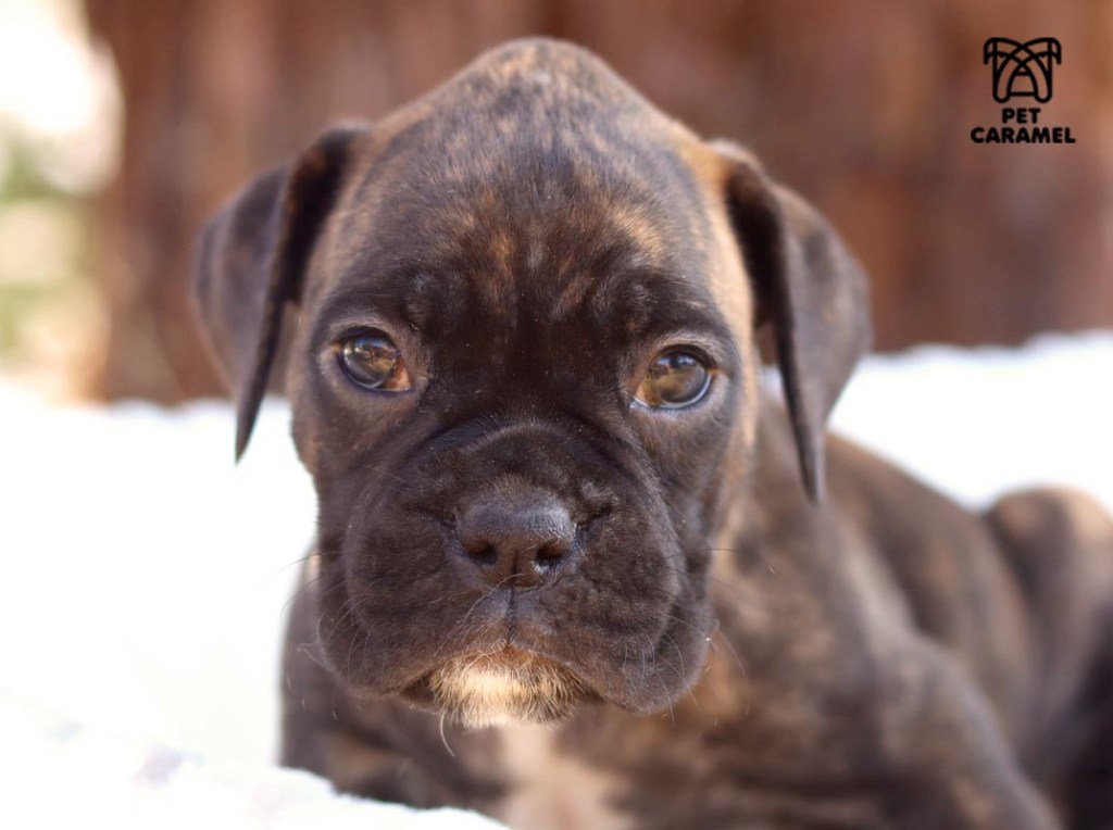 female akc puppy for sale in california
