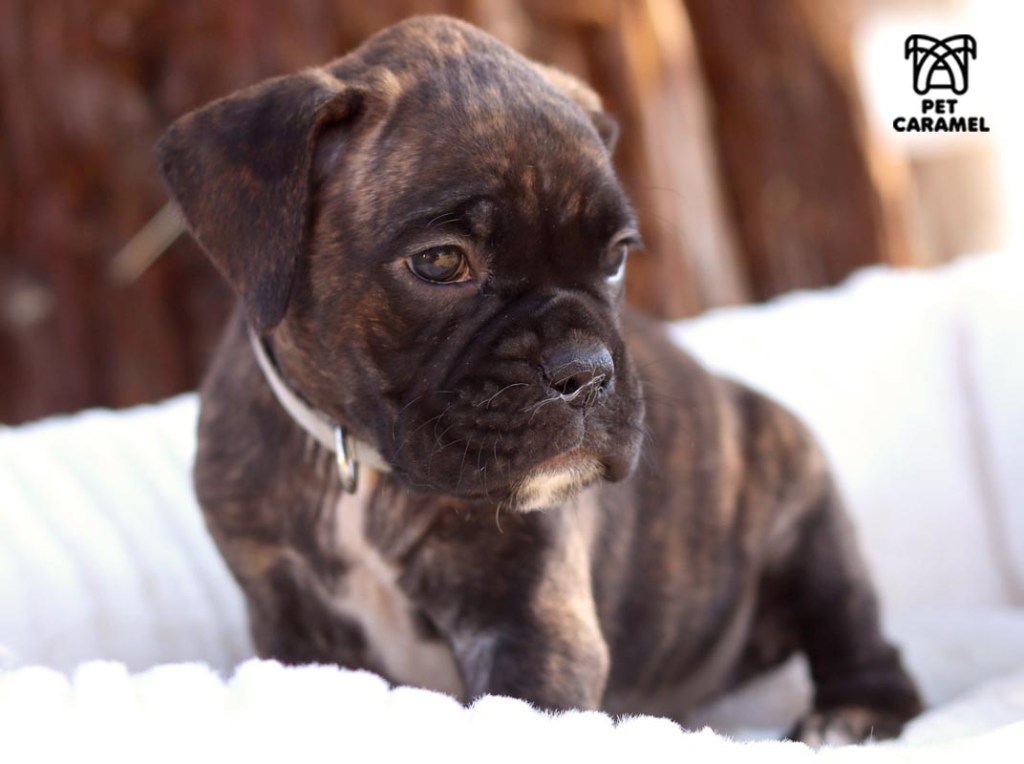 akc boxer puppy for sale in california