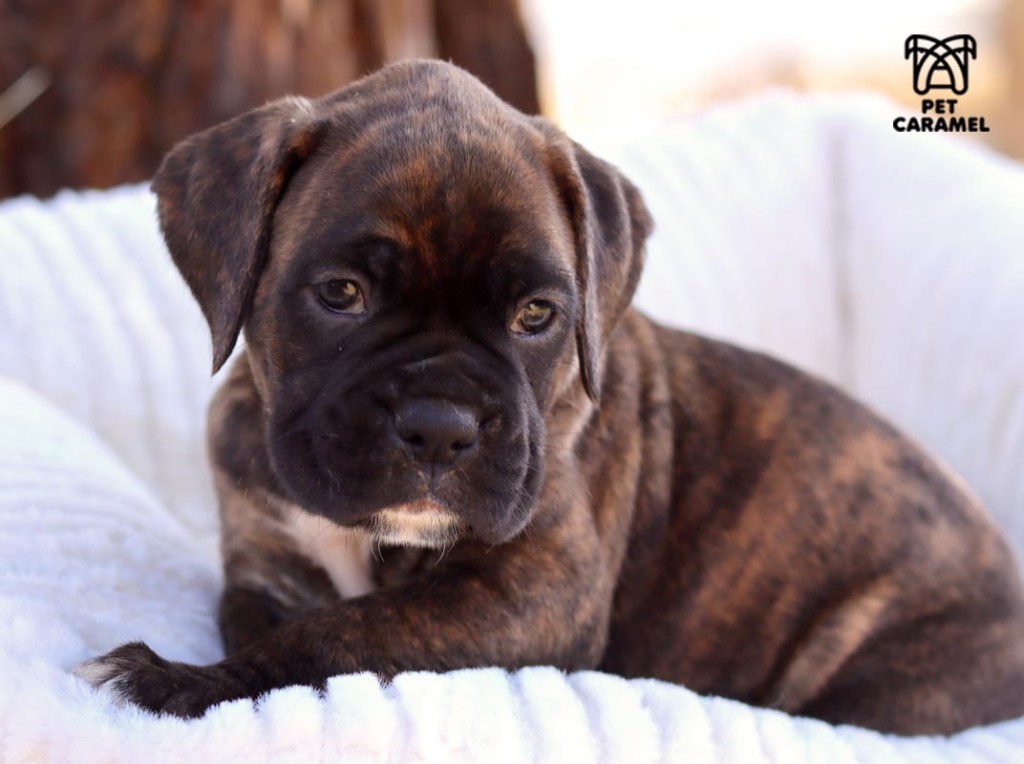 female boxer brindle for sale in california