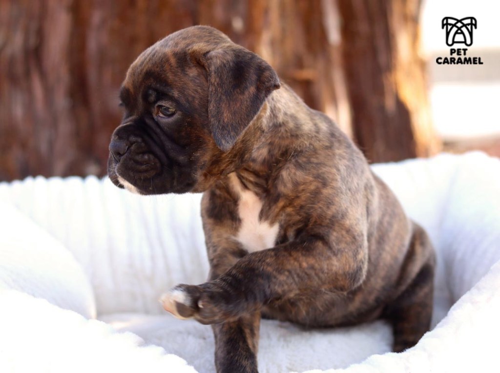 female D puppy avaliable boxer akc in california