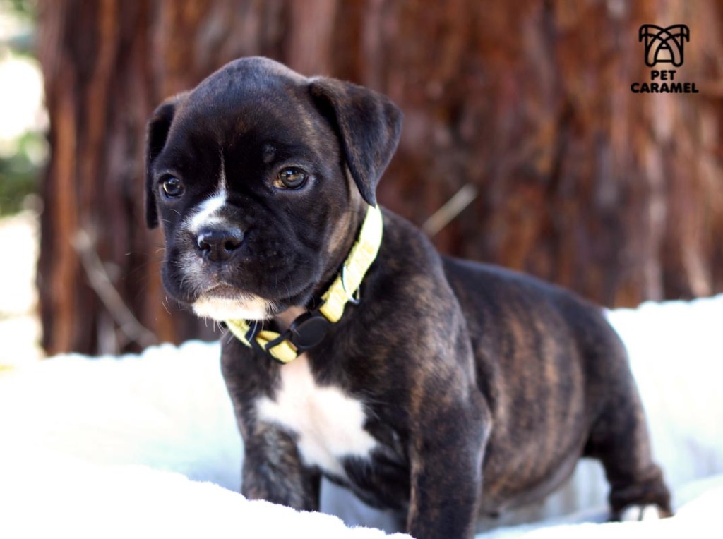 cute boxer female for sale 