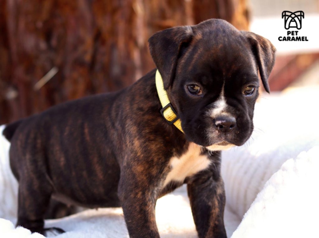 cute female for sale akc puppy