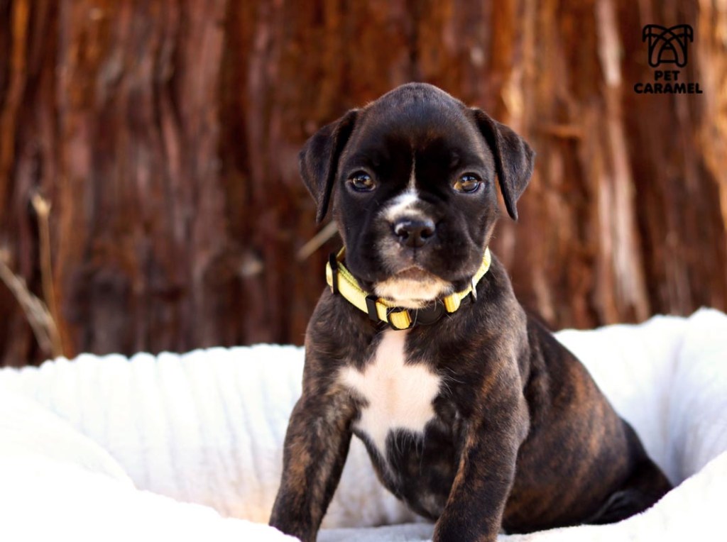 greeat akc puppy boxer akc