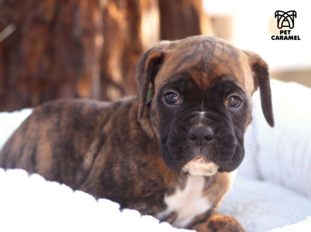 akc boxer brindle puppy for sale in california