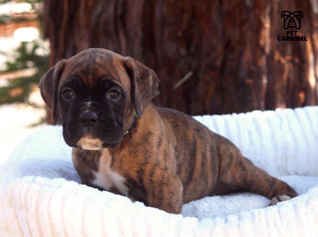 cute boxer male for sale akc california