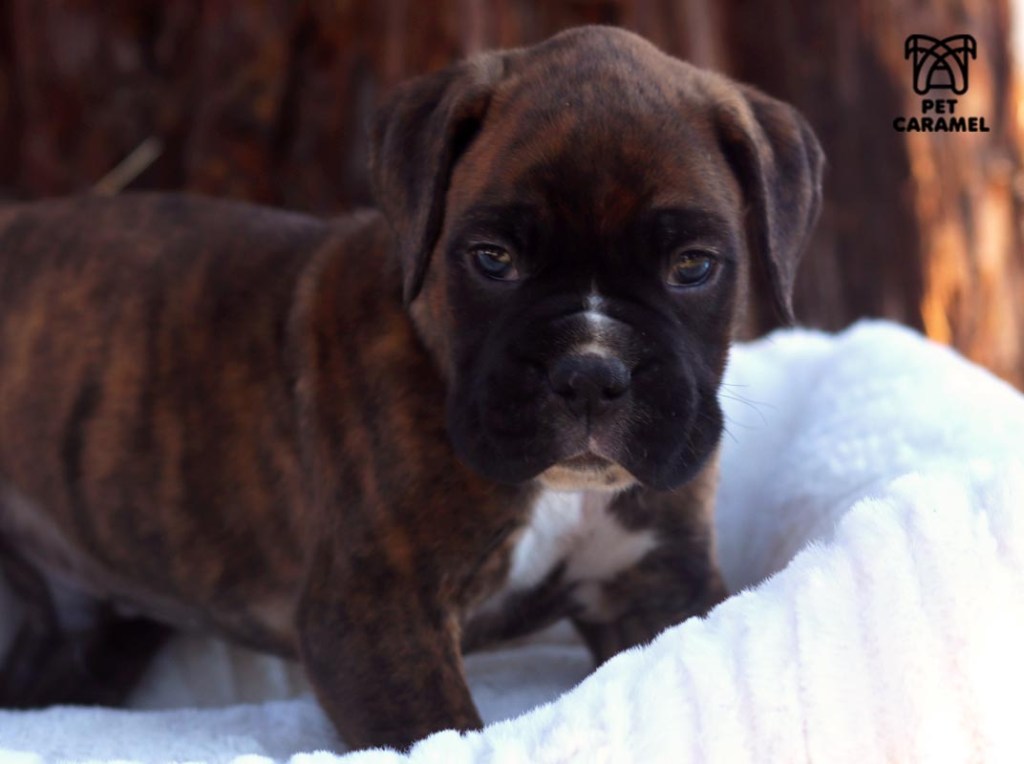 akc boxer puppy for sale