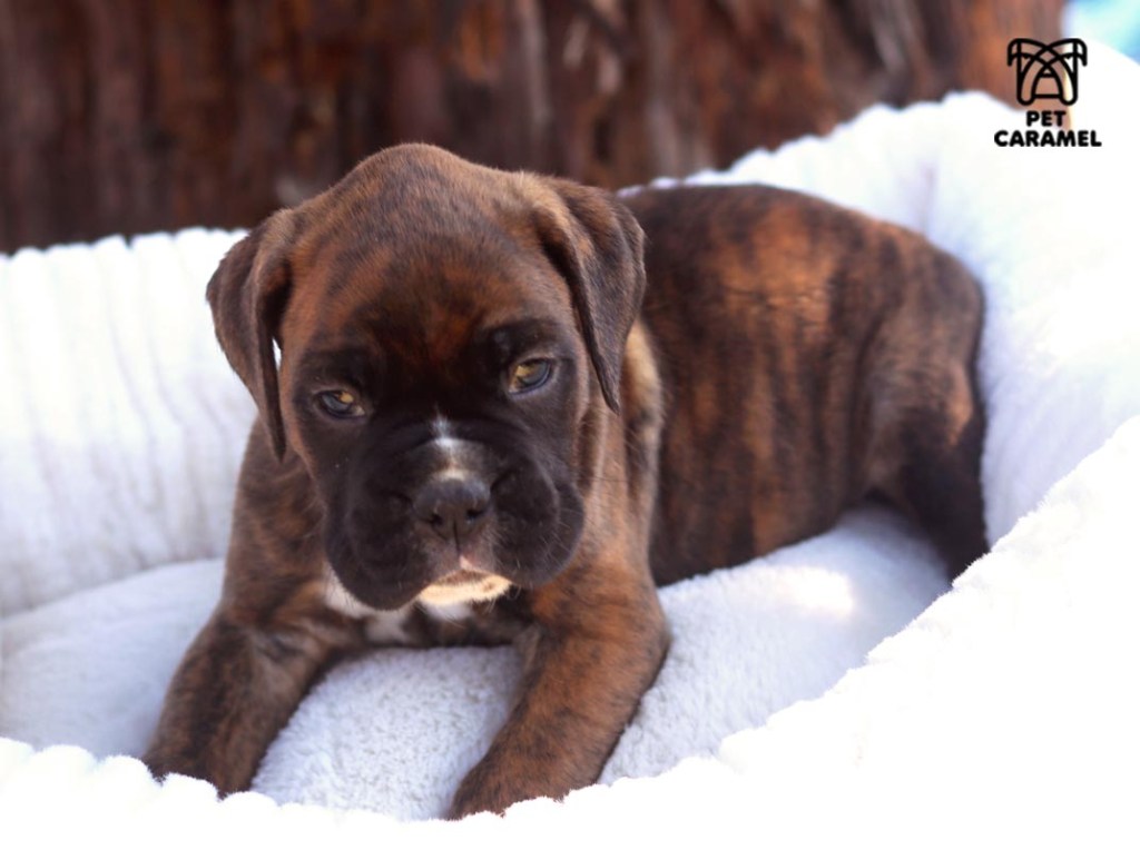 akc boxer puppy for sale