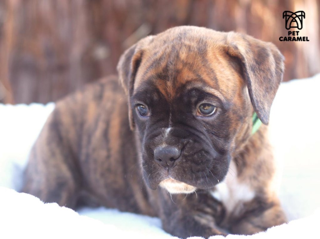 akc boxer puppy for sale