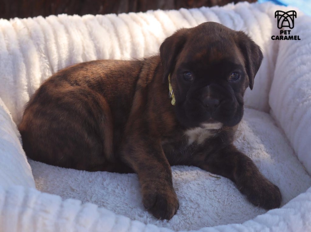 Female Boxer puppy for sale in California breeder in Bay ARE
