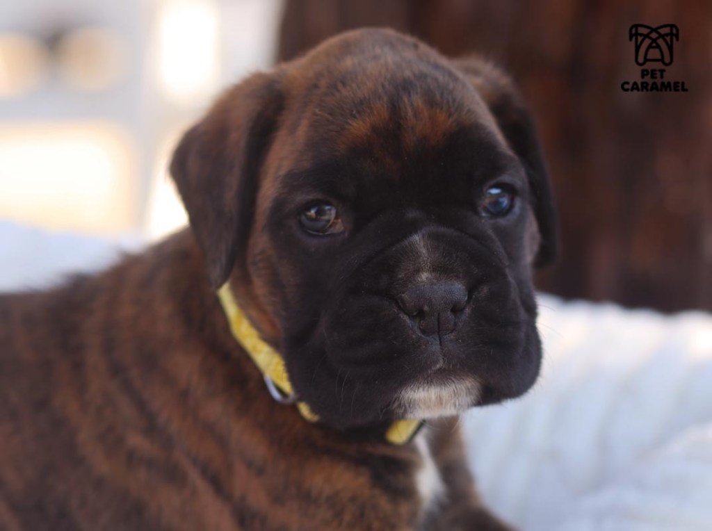 cute female boxer
