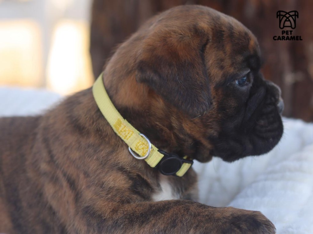 Female Boxer puppy for sale in California great breeder