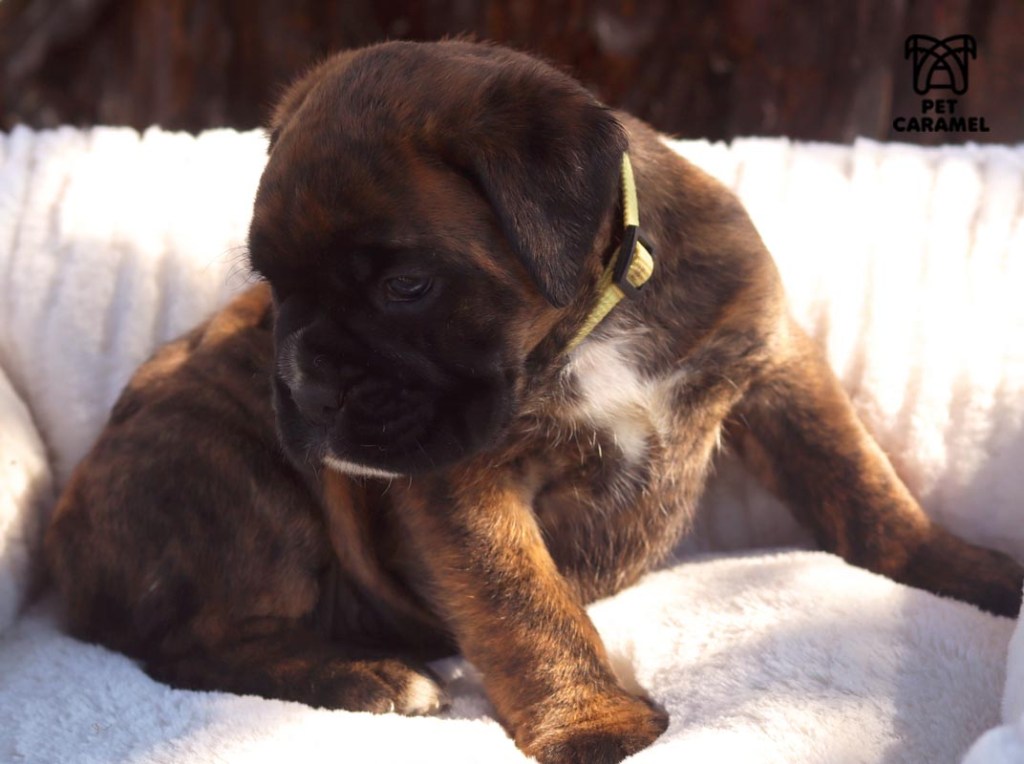 Female Boxer puppy for sale in California