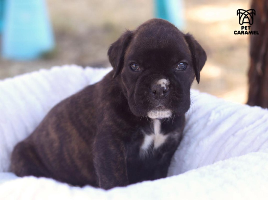 Boxer Female BRINDLE puppy looking to the camera lens 34 days