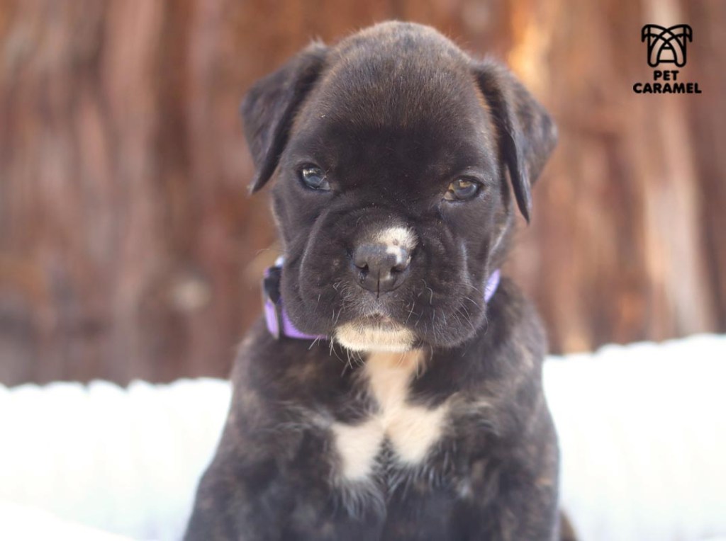 Cute dark brindle female looking to the camera lens cannon 50 mm