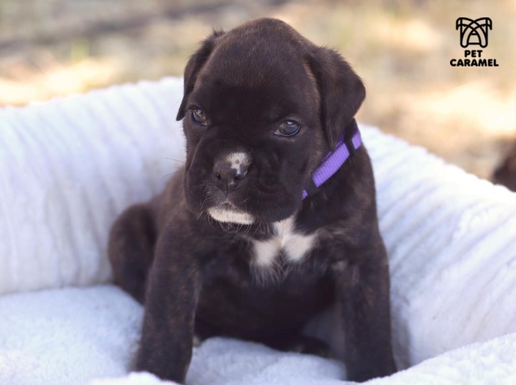 Cute boxer puppy