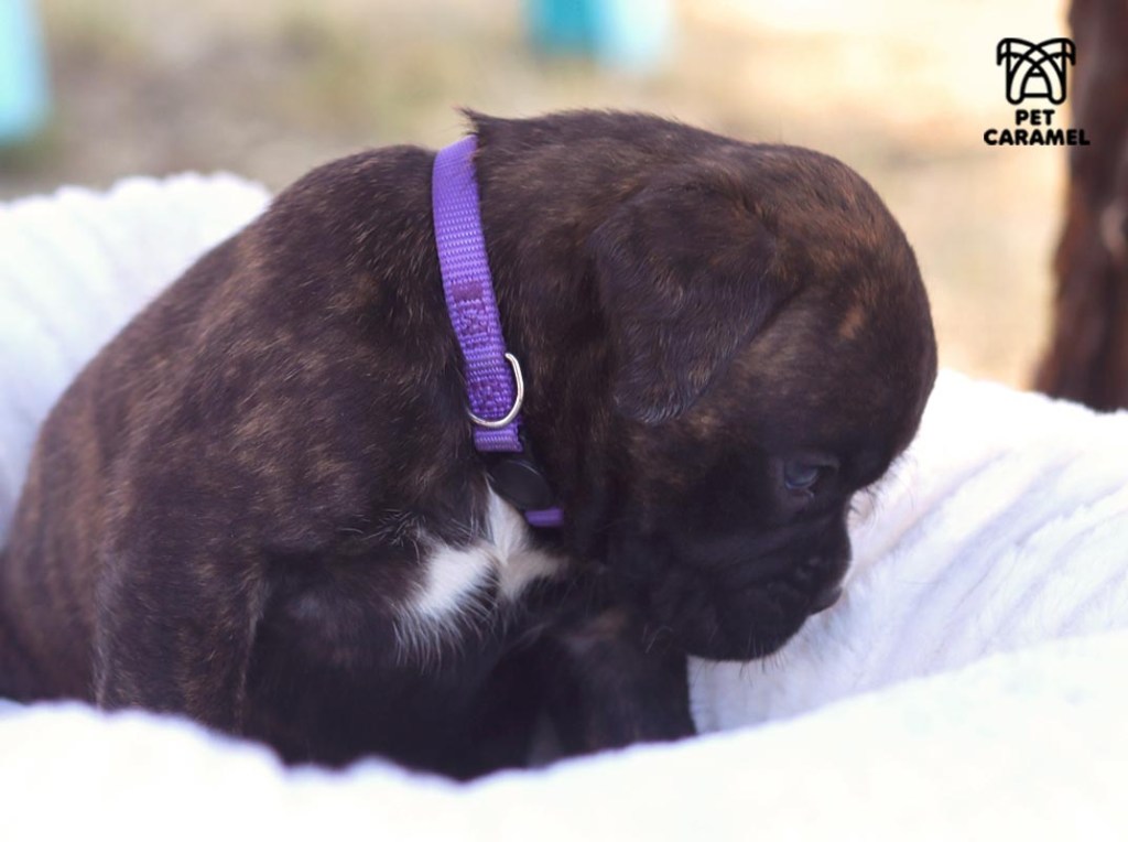 qonderful boxer breeder in california