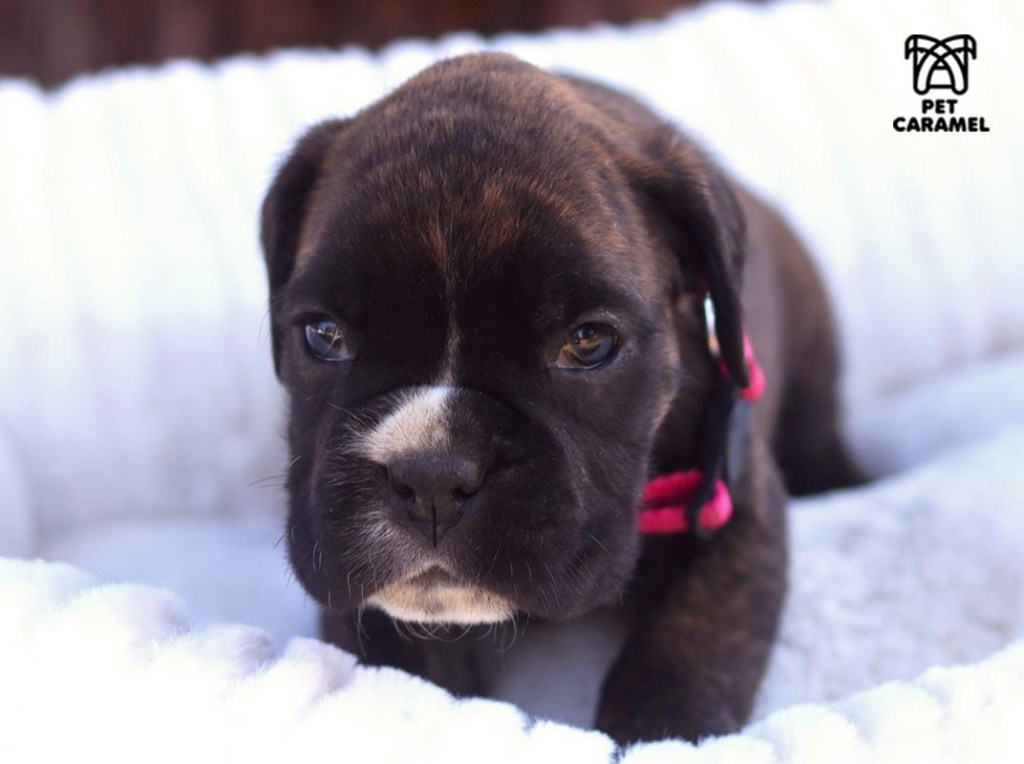 female boxer puppy for sale boxer breeder pet caramel