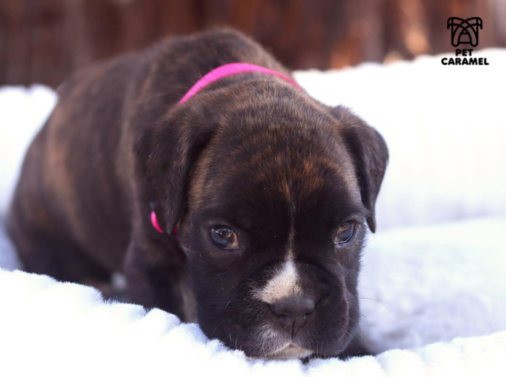 Female Boxer Puppy brindle for sale