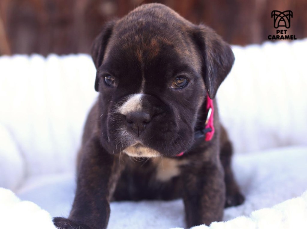 female boxer puppy for sale boxer breeder