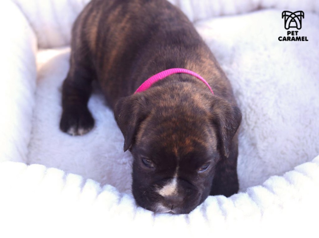 female boxer puppy for sale boxer breeder cute