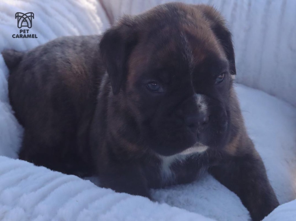 cute boxer male for sale in California san francisco