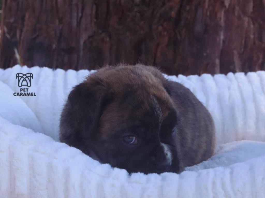 cute male boxer puppy