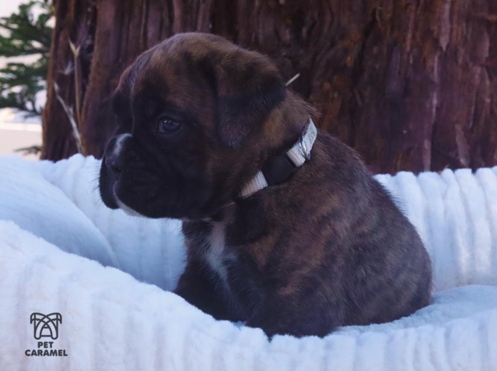 Male Boxer Puppy for Sale in California