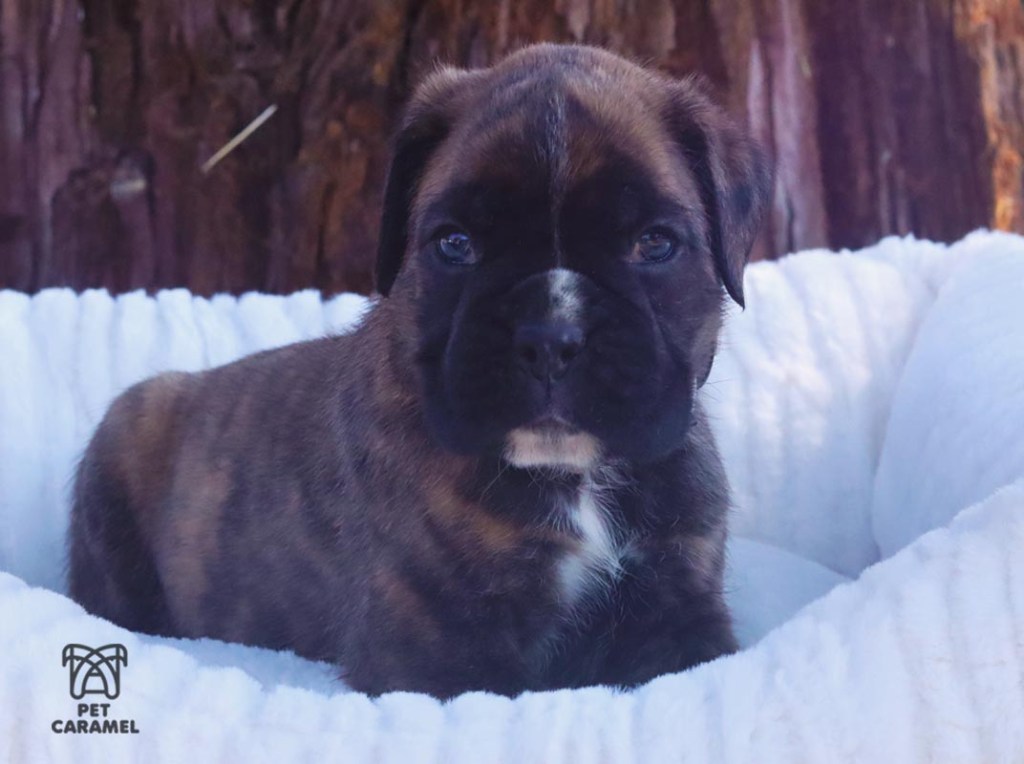 Male Brindle boxer Euro akc for sale